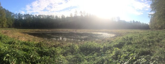 Budowa obiektów hydrotechnicznych w ostojach żółwia błotnego.